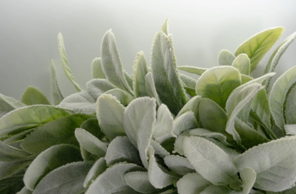 Frosted Sage Lamb's Ear Wreath — 17.7"